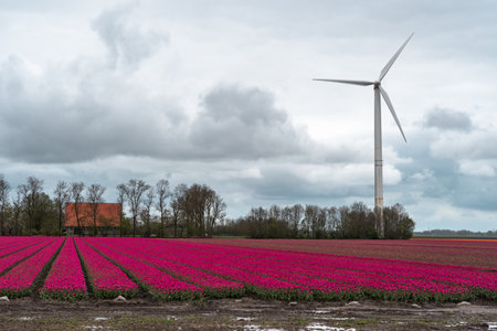Tulip fields in the Netherlands with wind turbines in the backgroundの写真素材