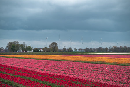 Tulip fields in the Netherlands with wind turbines in the backgroundの写真素材