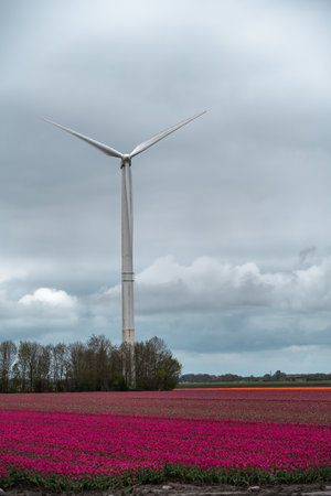 Dutch tulip fields with wind turbines and cloudy sky in the backgroundの写真素材