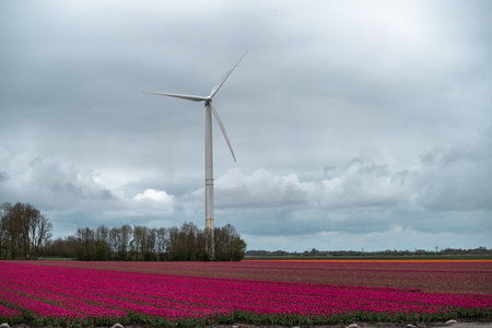 Tulip fields in the Netherlands with wind turbines in the backgroundの写真素材