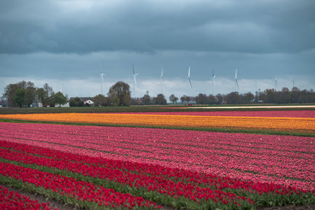 Tulip fields in the Netherlands with wind turbines in the backgroundの写真素材