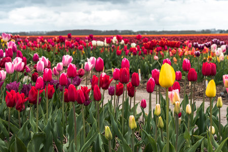 Colorful tulips blooming in an agricultural field in the Netherlandsの写真素材