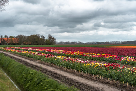 Colorful tulip fields in the Netherlands with stormy sky.の写真素材