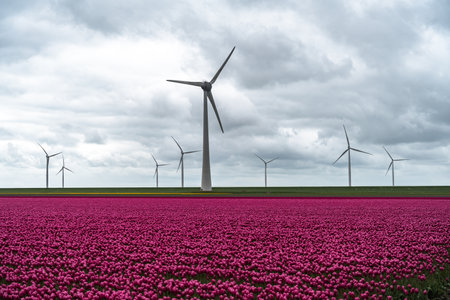 Dutch tulip field with wind turbines and cloudy sky in the backgroundの写真素材