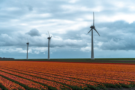 Tulips in an agricultural field with wind turbines under a cloudy skyの写真素材