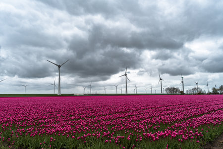 Colorful tulip fields with wind turbines and cloudy sky in Hollandの写真素材