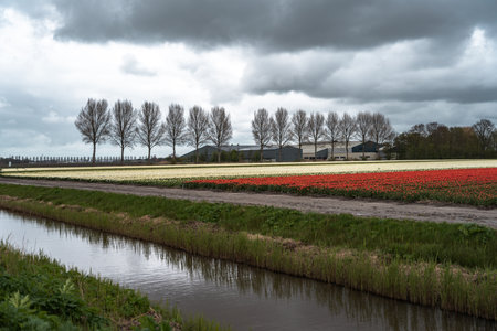 Tulip fields in the Netherlands with stormy sky in the backgroundの写真素材