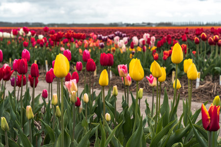 Colorful tulip flowers blooming in an agricultural field in springの写真素材