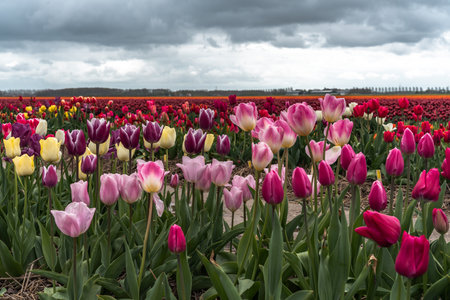 Colorful tulips in an agricultural field in Holland under a cloudy skyの写真素材