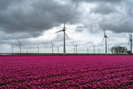 Field of pink tulips and wind turbines in the Netherlands with cloudy skyの写真素材