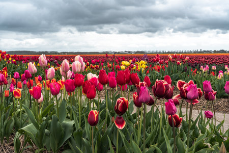 Colorful tulip flowers blooming in an agricultural field in springの写真素材