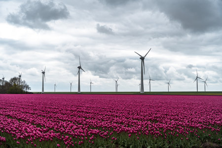 Field of tulips in Holland with wind turbines in the background.の写真素材