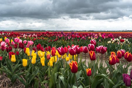 Tulips in an agricultural field in spring under a cloudy skyの写真素材