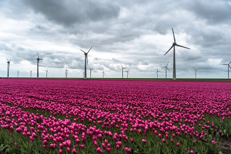 Field of pink tulips with wind turbines in the background, Hollandの写真素材