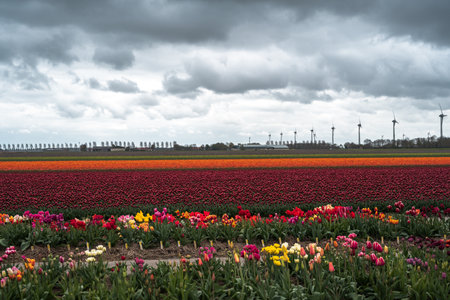 Tulip fields in the Netherlands in spring with wind turbines in the backgroundの写真素材