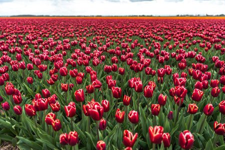 Red tulips in an agricultural field in the Netherlands on a sunny dayの写真素材
