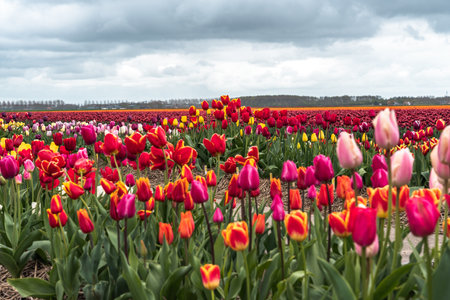 Colorful tulip flowers bloom in an agricultural field in the Netherlandsの写真素材