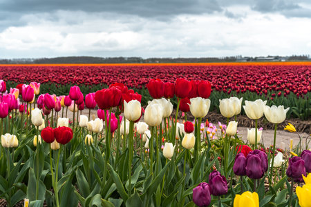 Colorful tulips blooming in an agricultural field in the Netherlandsの写真素材