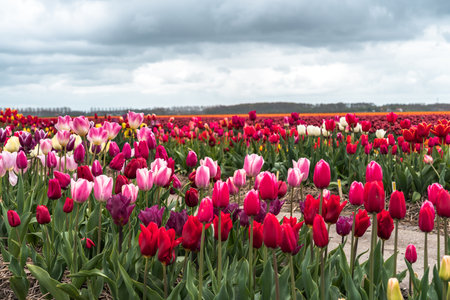 Colorful tulips in an agricultural field in spring under a cloudy skyの写真素材