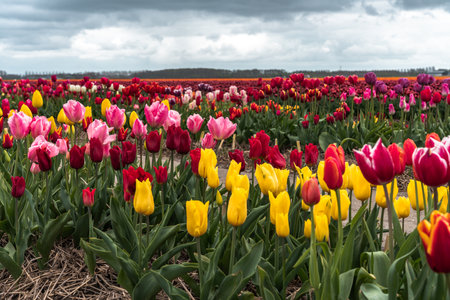 Colorful tulips blooming in an agricultural field in sunlight in springの写真素材