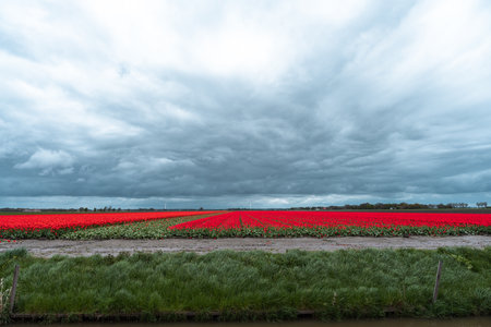 Tulip fields in the Netherlands with stormy clouds in the backgroundの写真素材