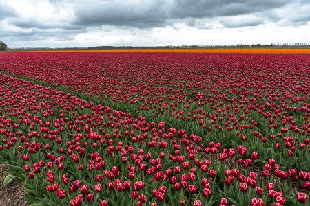 Tulips in an agricultural field in the Netherlands under a cloudy skyの写真素材