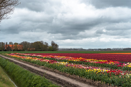 Tulips in a field in spring in the Netherlandsの写真素材
