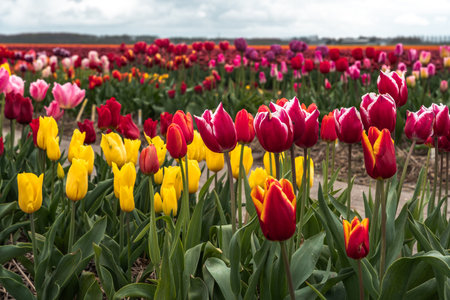 Colorful tulips in an agricultural field in the Netherlands in springの写真素材
