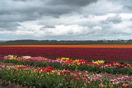 Colorful tulips in an agricultural field in the Netherlands in springの写真素材