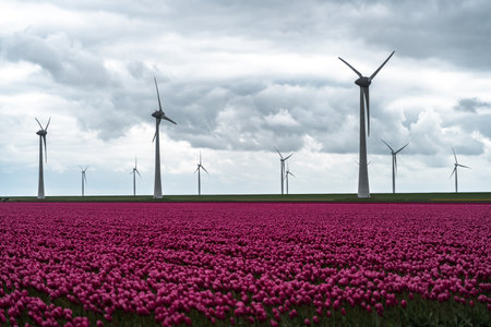Tulip field with wind turbines in the Netherlands, Europe.の写真素材