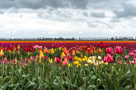 Tulips in an agricultural field in spring under a cloudy skyの写真素材