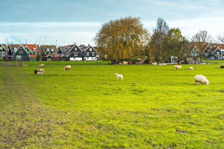 Herd of sheep grazing in a meadow in Zaanse Schans, Netherlandsの写真素材