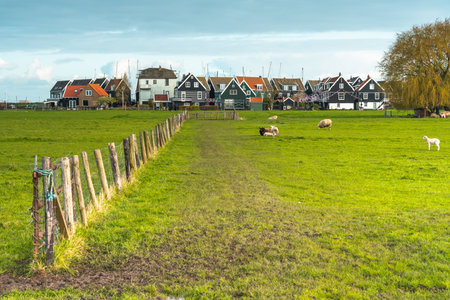 Typical dutch houses and sheep in the village of Zaanse Schans, Netherlandsの写真素材