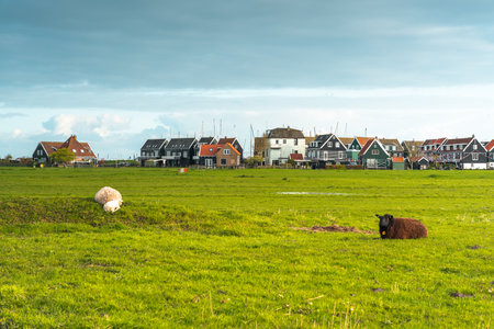 Sheep in a meadow with houses in the background, Hollandの写真素材