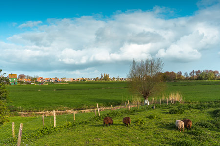 Herd of cows grazing on a green meadow. Spring landscape.の写真素材