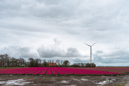 Tulip fields in the Netherlands with wind turbines in the backgroundの写真素材