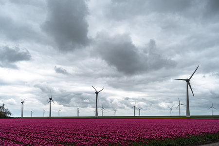 Field of tulips in Holland with wind turbines in the background.の写真素材