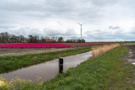Dutch tulip fields in spring with wind turbines in the background.の写真素材