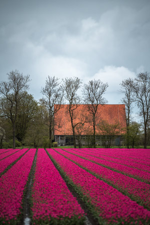 Tulip field in the Netherlands with a red house in the backgroundの写真素材