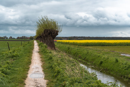 Dirt road through the countryside with willow trees in the foregroundの写真素材