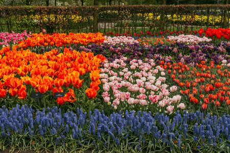 Tulips and hyacinths in the Keukenhof park in Netherlandsの写真素材