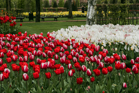 Red and white tulips in the Keukenhof park in Netherlandsの写真素材