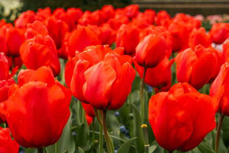 Red tulips in the Keukenhof park in Netherlands.の写真素材