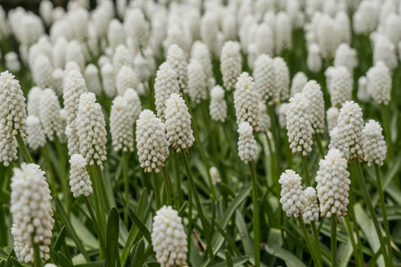 Muscari armeniacum is a species of flowering plant in the genus Muscari.の写真素材