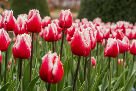 tulip. Beautiful bouquet of tulips. colorful tulips. tulips in spring, colorful tulipの写真素材