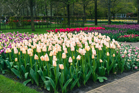 Tulips in Keukenhof park, Lisse, Netherlandsの写真素材