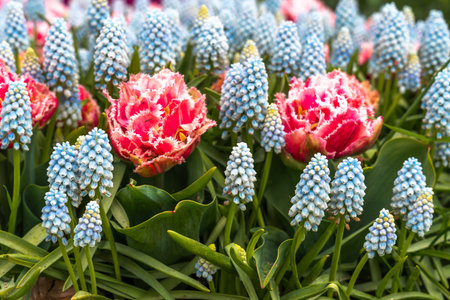 Colorful spring tulips and hyacinths blooming in garden.の写真素材