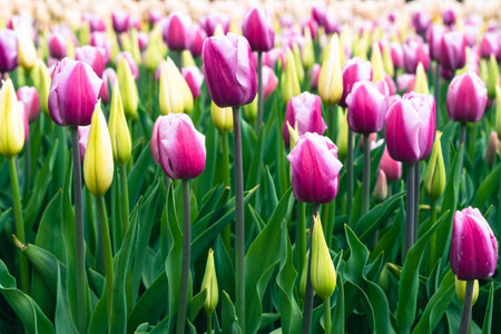 Beautiful tulip flowers blooming in the garden, stock photoの写真素材