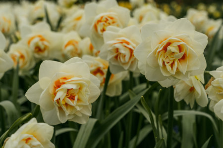Daffodils in the Keukenhof park in Netherlandsの写真素材