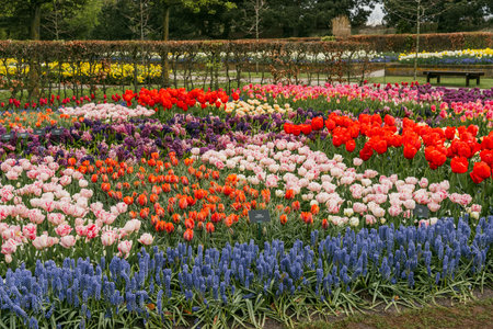 Colorful tulips and hyacinths in Keukenhof park in Netherlandsの写真素材